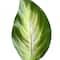 30" Artificial Hosta Plant
